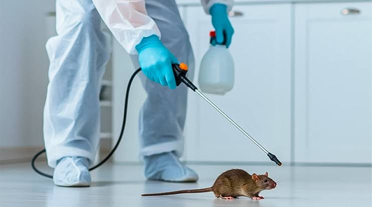Rat Control Service in Ghatkopar | Same-Day Rodent Control & Removal